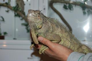 KI-074 m級のグリーンイグアナ | キットウココ ペット部