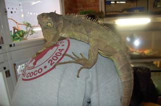 KI-074 m級のグリーンイグアナ | キットウココ ペット部