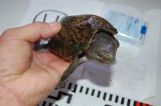 Ki 0 オオアタマヒメニオイガメ4 キットウココ ペット部
