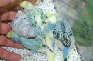 IN-1254 挿し餌中のセキセイインコ　雛