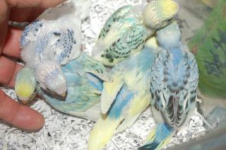 IN-1254 挿し餌中のセキセイインコ　雛