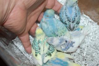 IN-1254 挿し餌中のセキセイインコ　雛