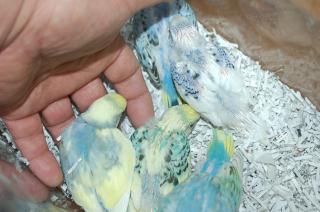 IN-1254 挿し餌中のセキセイインコ 雛 | キットウココ ペット部