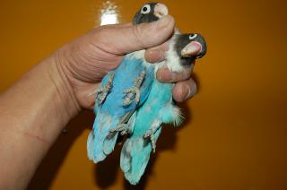 IN-364 コバルトボタンインコ 1羽の価格 | キットウココ ペット部