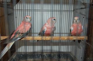 In 358 アキクサインコ 1羽の価格 キットウココ ペット部 In 358 アキクサインコ 1羽の価格 キットウココ ペット部