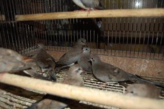 KOT-292 シッポウハト(七宝鳩)雄雌2羽で 残り4ペアと成りました