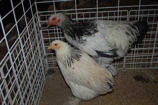 TA-273 ライトブラマの大雛・・・雄雌で。 | キットウココ ペット部