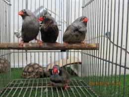 二羽の小鳥 鳥 二羽 小鳥 インコの写真素材 - PIXTA