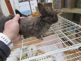 Us 562 ミニウサギ チョコレート キットウココ ペット部 Us 562 ミニウサギ チョコレート キットウココ ペット部