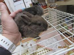 Us 562 ミニウサギ チョコレート キットウココ ペット部