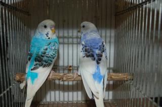 IN-800 綺麗なセキセイインコ 雄雌で | キットウココ ペット部