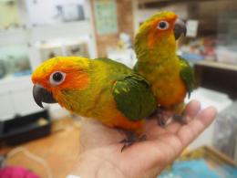 IN-3712 コガネメキシコインコ・挿し餌中 | キットウココ ペット部