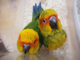 IN-3712 コガネメキシコインコ・挿し餌中 | キットウココ ペット部