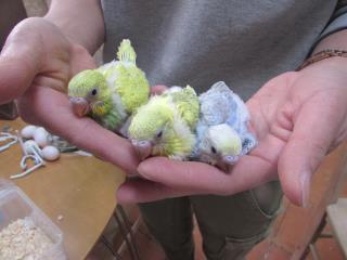 In 2128 セキセイインコの挿し餌中の雛 キットウココ ペット部