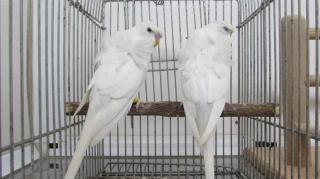 IN-2570 羽衣セキセイインコ・ダブルファクター雄雌で | キットウココ