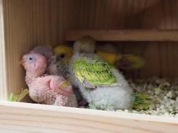 IN-3910　店内で繁殖　セキセイインコの雛