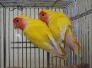 IN-3911 昨年生のコザクラインコ　♂♀で