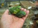 IN-3913　マメルリハ　挿し餌中の雛　♂♀います。