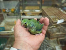 IN-3913　マメルリハ　挿し餌中の雛　♂♀います。