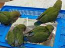 IN-3915　コザクラインコの挿し餌中の雛　更新しました