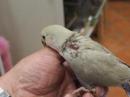 IN-3916　コザクラインコ挿し餌中の雛　女の子
