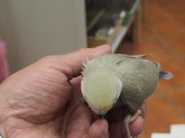 IN-3916　コザクラインコ挿し餌中の雛　女の子