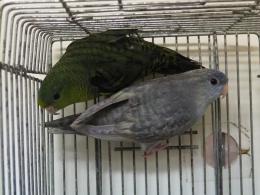 IN-3921　サザナミインコの一人餌に成った子ダークグリーン