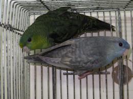 IN-3921　サザナミインコの一人餌に成った子ダークグリーン