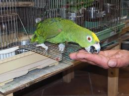 IN-3923　キビタイボウシインコ　3羽目の馴致その4