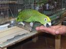 IN-3923　キビタイボウシインコ　3羽目の馴致その4