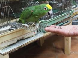 IN-3923　キビタイボウシインコ　3羽目の馴致その4