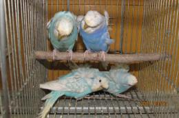 IN-3549 綺麗な羽衣セキセイインコ 雄雌で | キットウココ ペット部