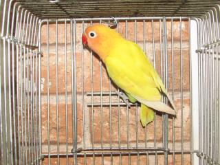 IN-2141 黄色の強く出たヤマブキボタンインコ 若 | キットウココ ペット部