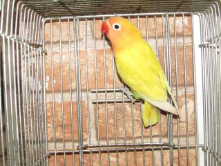 IN-2141 黄色の強く出たヤマブキボタンインコ 若 | キットウココ ペット部