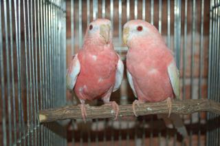 IN-1266 アキクサインコ「ルビノー」貴重な雄 | キットウココ