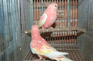 In 1266 アキクサインコ ルビノー 貴重な雄 キットウココ ペット部 In 1266 アキクサインコ ルビノー 貴重な雄 キットウココ ペット部