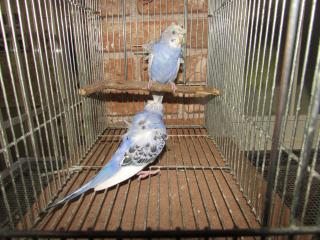 IN-2146 羽衣セキセイインコ 若の雄雌で | キットウココ ペット部