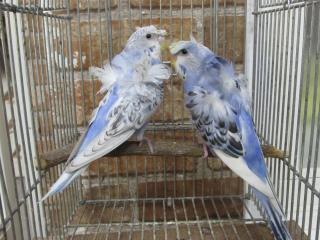 セキセイインコ　a⑥ 鳥かご ピアノ 6 Piano 6 鳥籠 ゲージ フルセット カナリア セキセイ