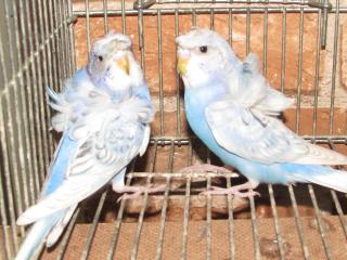 IN-2150 若ハゴロモセキセイインコ 雄雌 | キットウココ ペット部