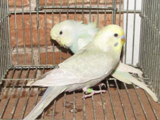 IN-2151 色変わりセキセイインコ 雄雌で | キットウココ ペット部