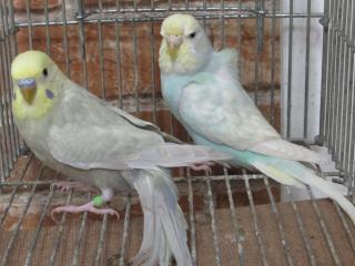 IN-2151 色変わりセキセイインコ 雄雌で | キットウココ ペット部