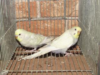 ｷｯﾄｳｺｺ ﾍﾟｯﾄ部/商品詳細 IN-2152 色変わりｾｷｾｲｲﾝｺ 雄雌