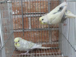 IN-2152 色変わりセキセイインコ 雄雌 | キットウココ ペット部