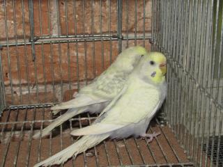 IN-2152 色変わりセキセイインコ 雄雌 | キットウココ ペット部