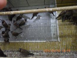 KOT-2833　アミメチョウ