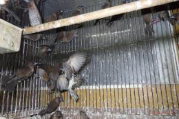 KOT-2833　アミメチョウ