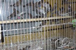 KOT-2833　アミメチョウ