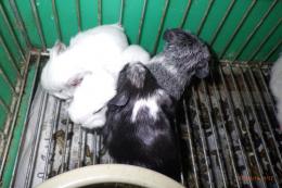 US-741　モルモット毎月生まれています。