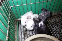 US-741　モルモット毎月生まれています。