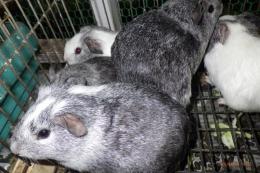 US-741　モルモット毎月生まれています。